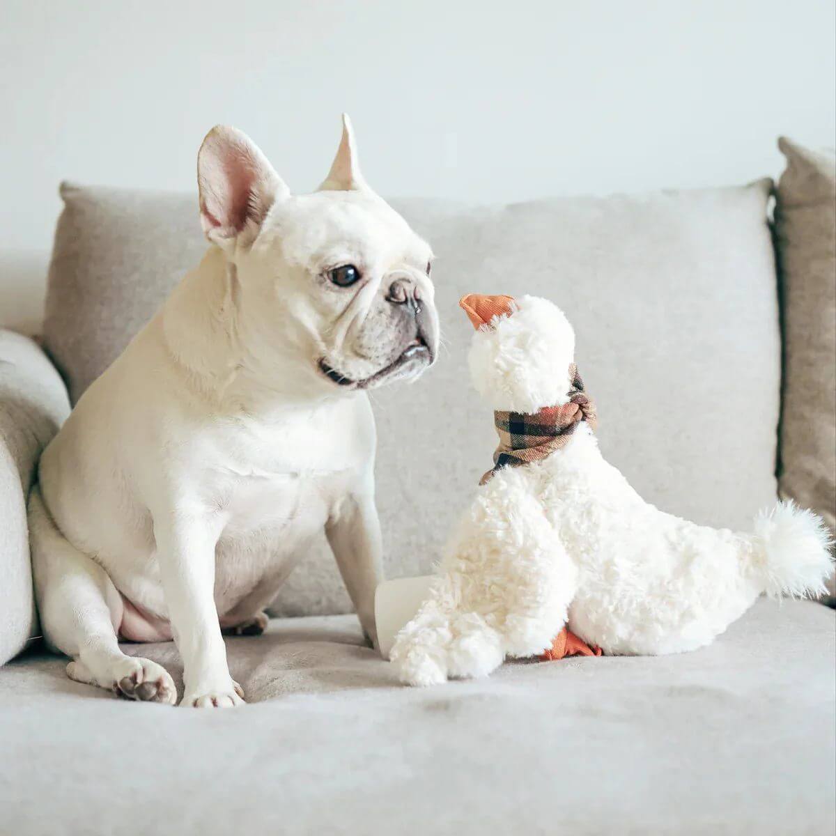 A frenchie next to Lambwolf Gus Goose.