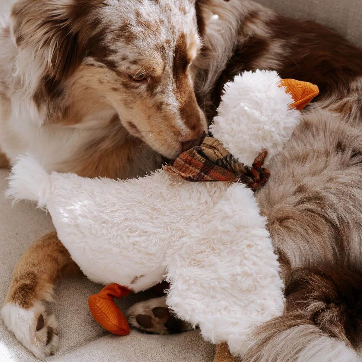 An aussie shepherd with Lambwolf Gus Goose.