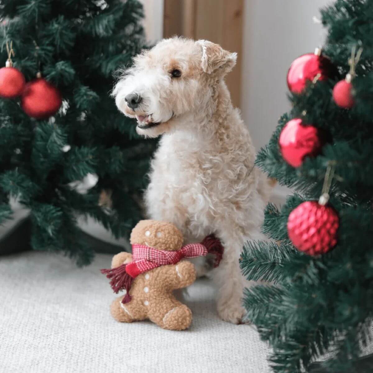 A fox terrier with the Lambwolf Mister Gingerbread between two christmas trees,