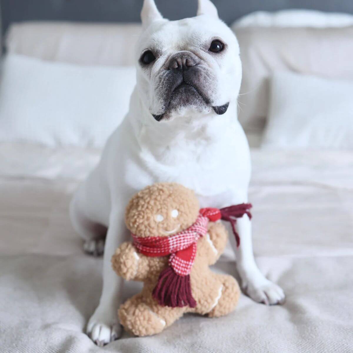 A french bulldog with the Lambwolf Mister Gingerbread on a bed.