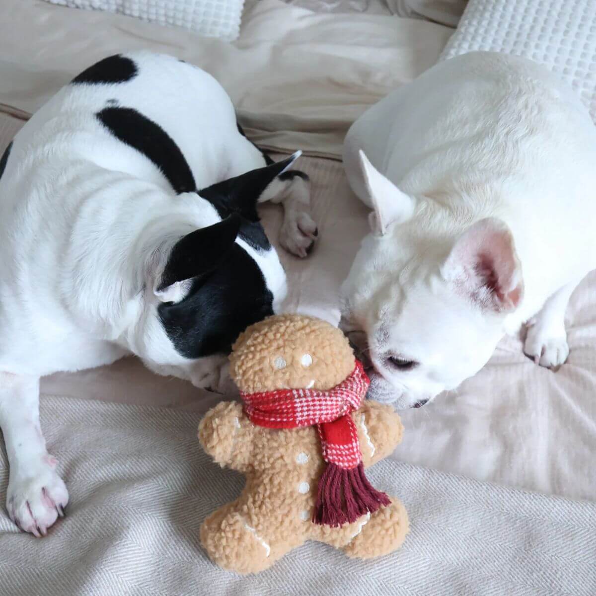 Two french bulldogs with the Lambwolf Mister Gingerbread on a bed.