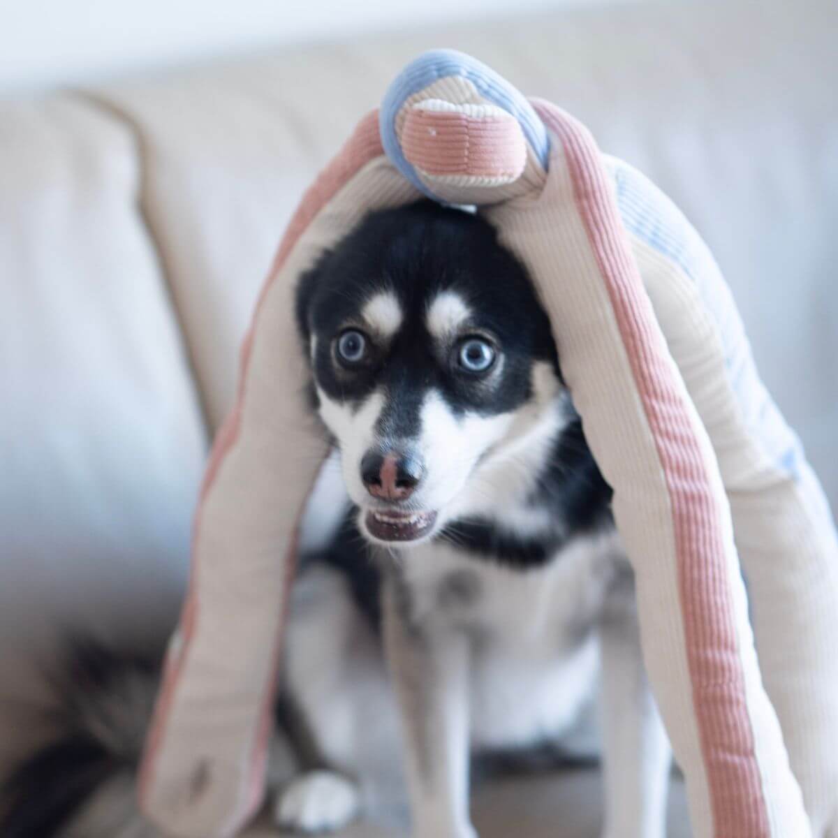Lunoji Udon Snuffle Blush Pink knotted with the Powder Blue on top of a dog's head.