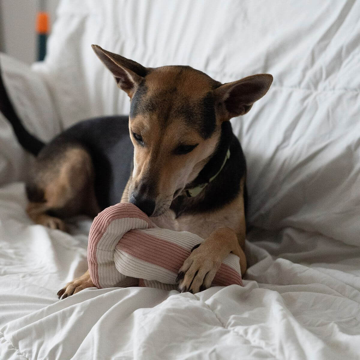A dog sniffing the Lunoji Udon Snuffle Blush Pink.