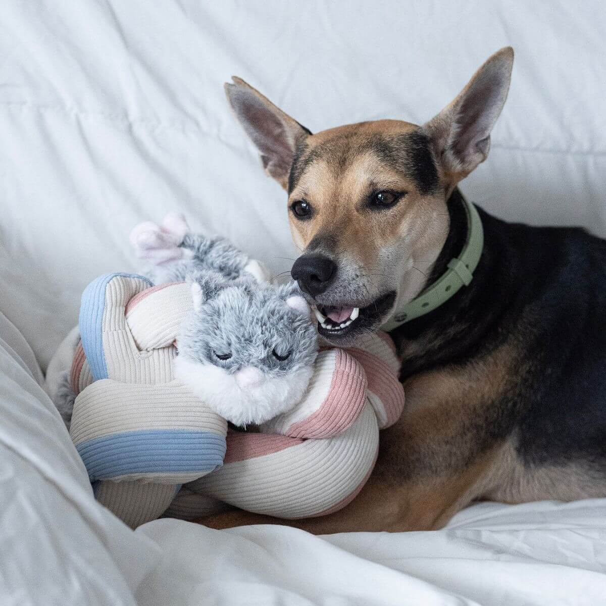 A dog with the Lunoji Udon Snuffle Blush Pink knotted with the Powder Blue and Hugaboo.