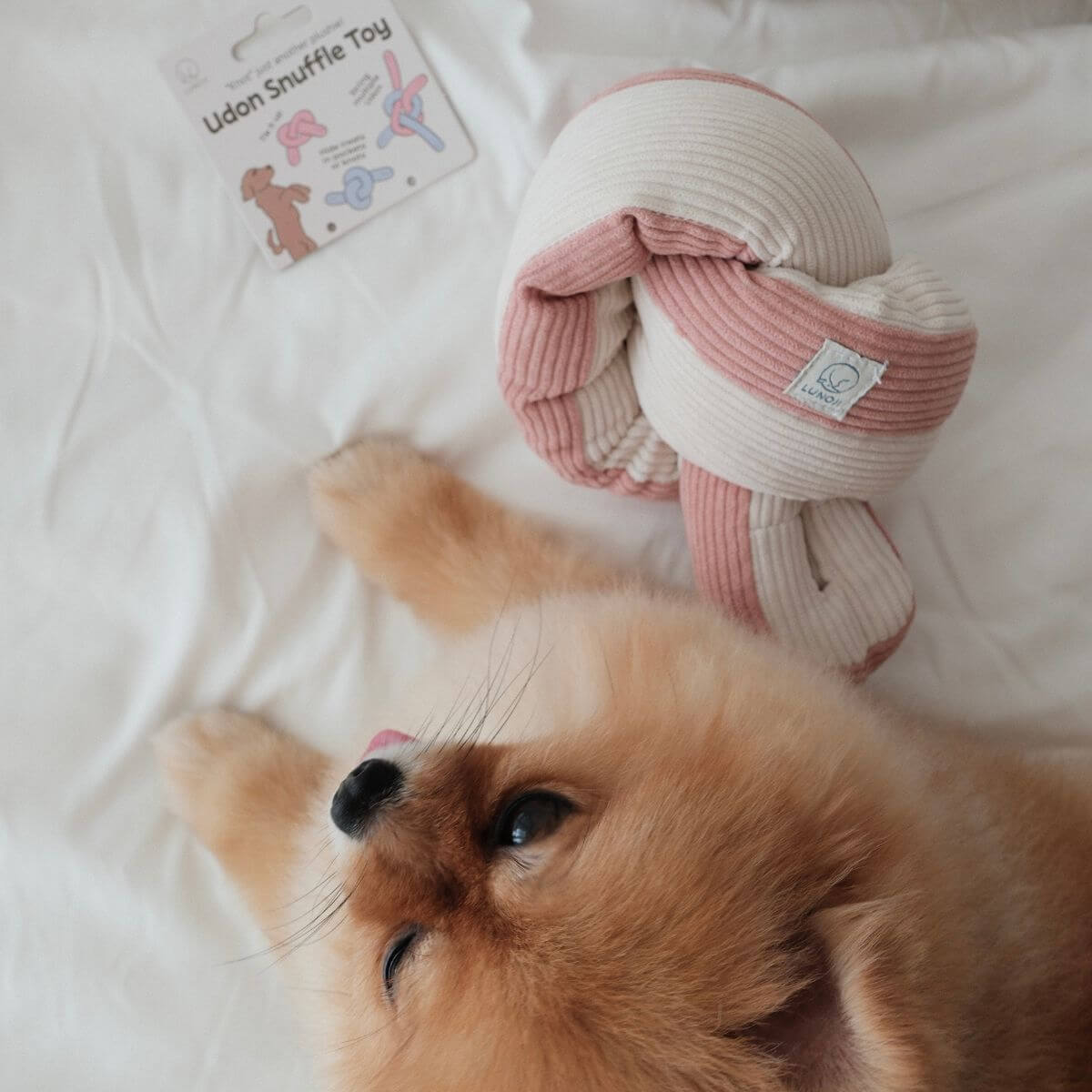 A pomeranian with the Lunoji Udon Snuffle Blush Pink on a bed.