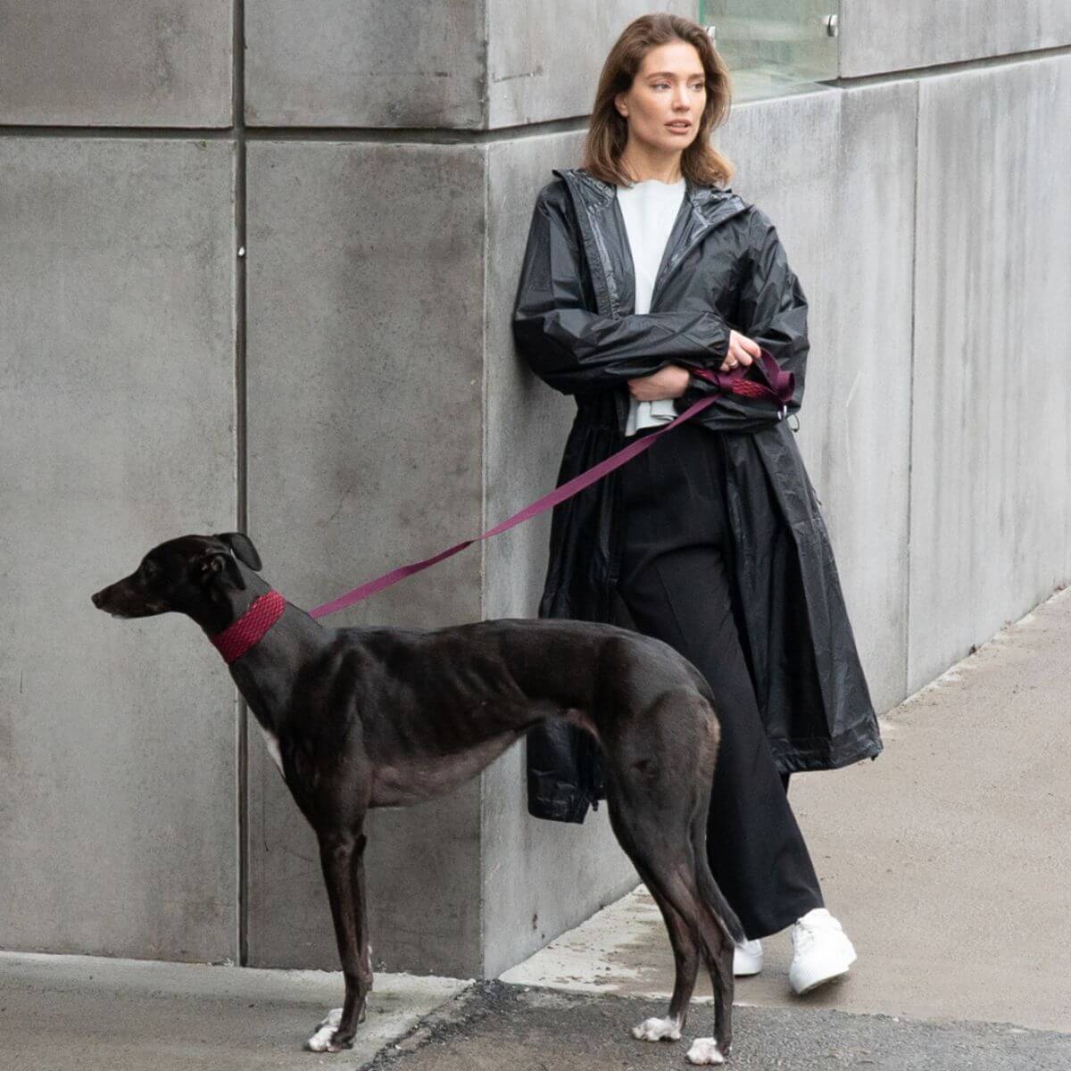 A greyhound wearing the Masimalo 3D Knit lead in aubergine / lava and a matching collar.