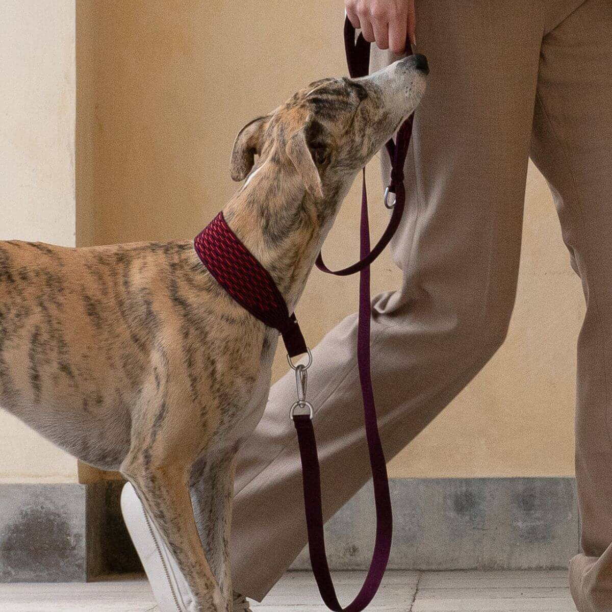 A greyhound wearing the Masimalo 3D Knit Martingale Collar with a matching lead.