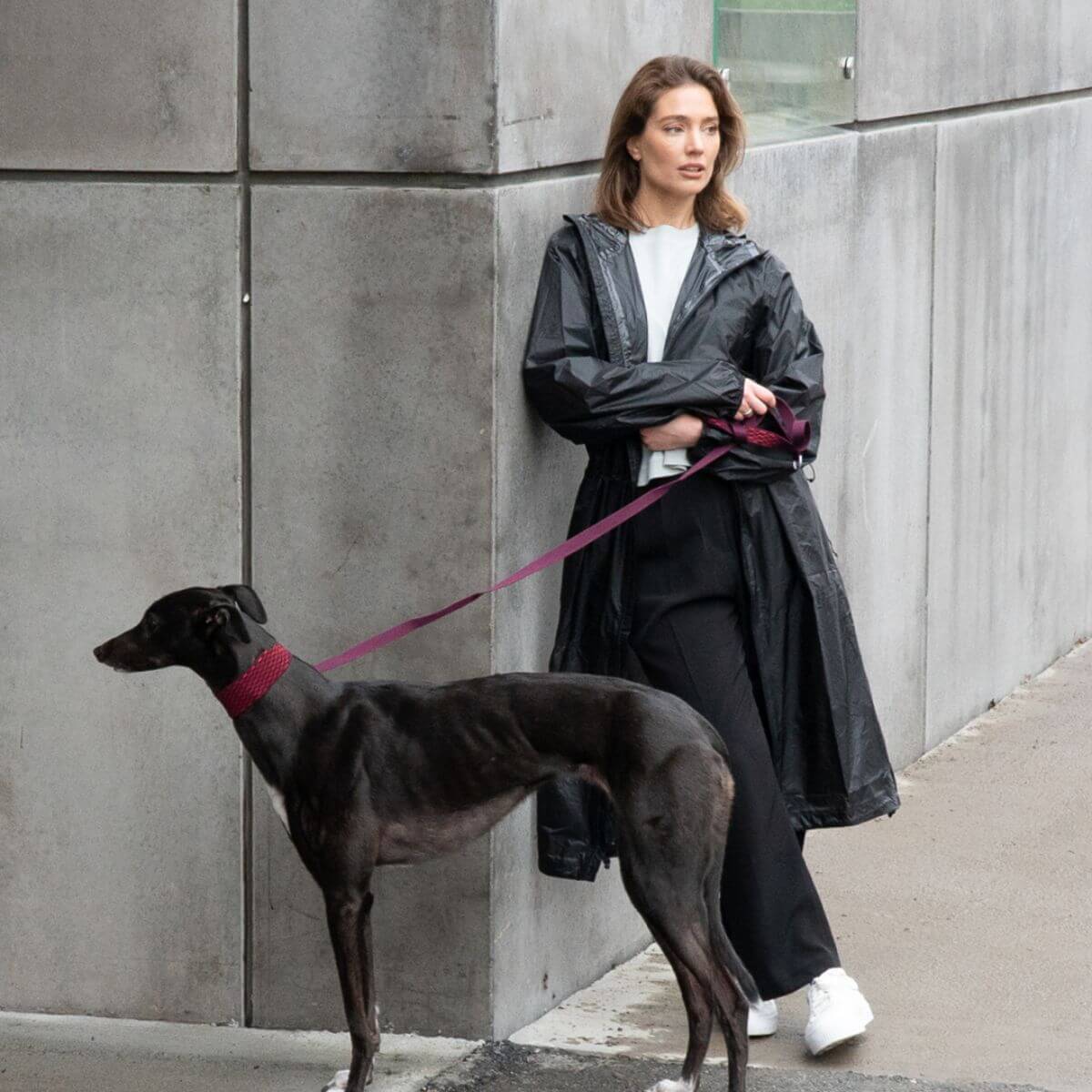 A greyhound wearing the Masimalo 3D Knit Martingale Collar in Aubergine / Lava and the matching leash.