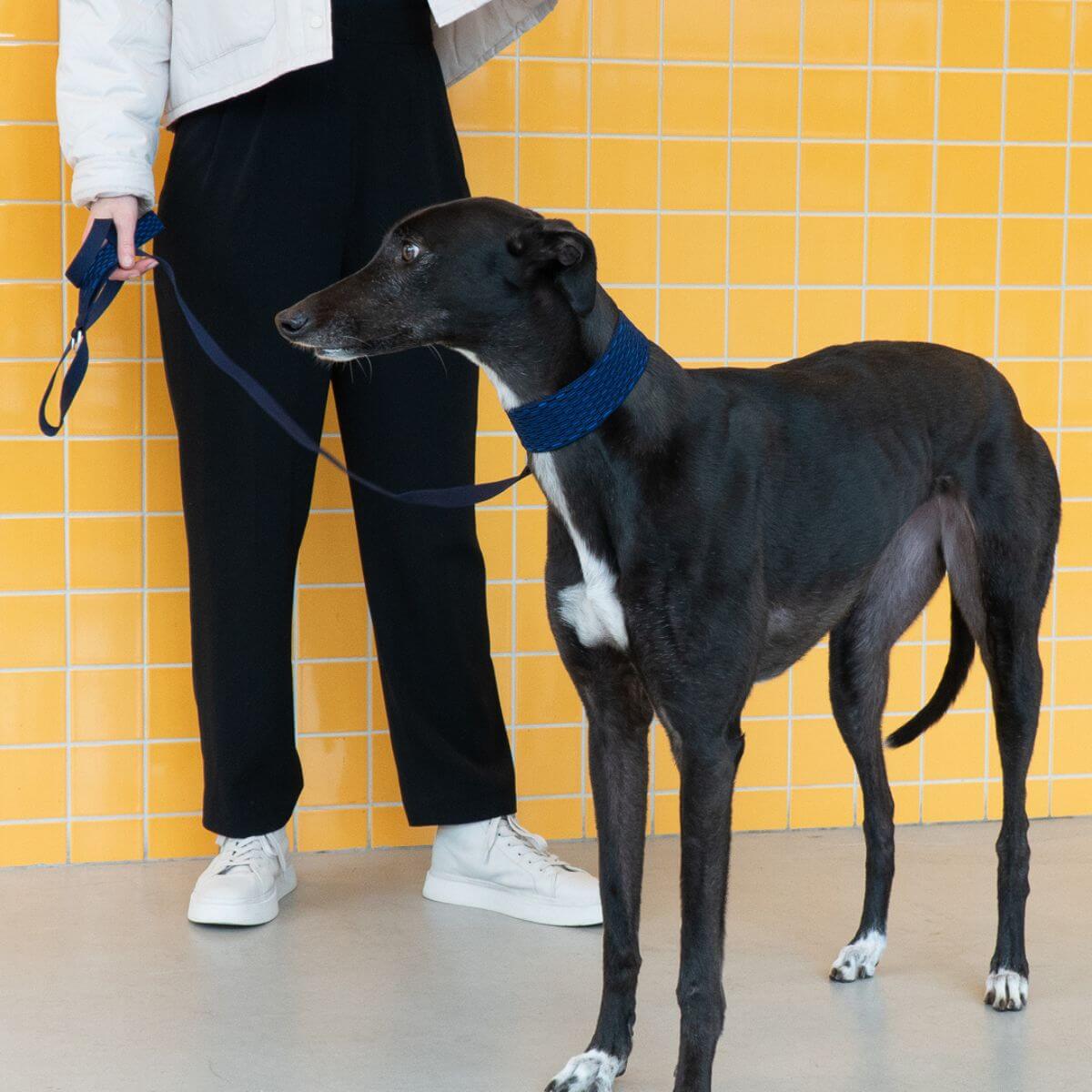 A greyhound wearing the Masimalo 3D Knit Martingale collar in Navy / Royal Blue and a matching leash.