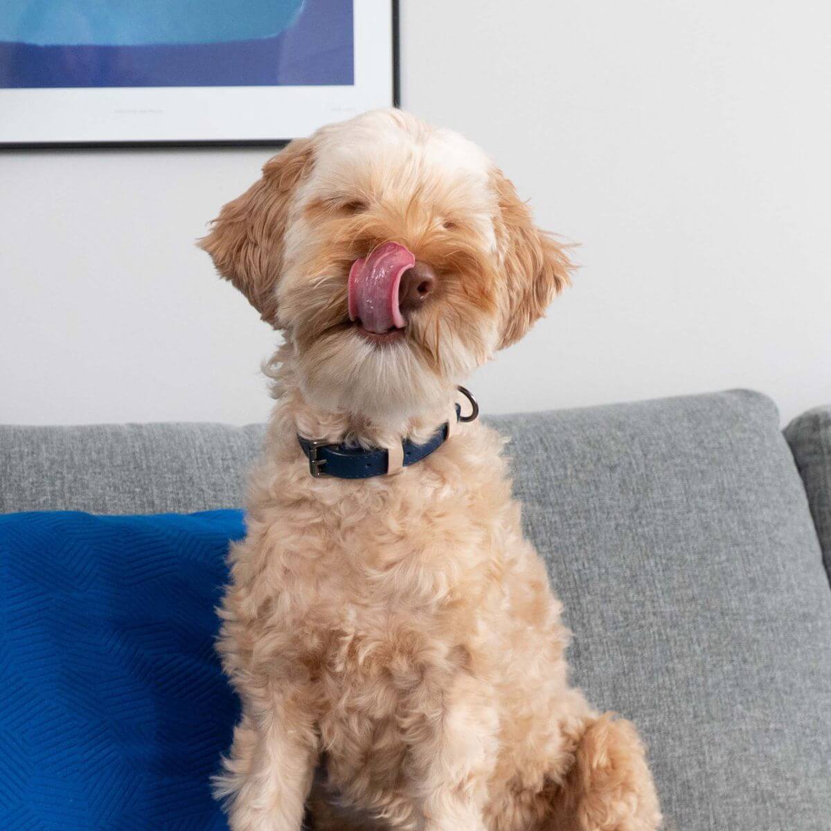 A dog wearing the Masimalo collar in navy grandala blue.