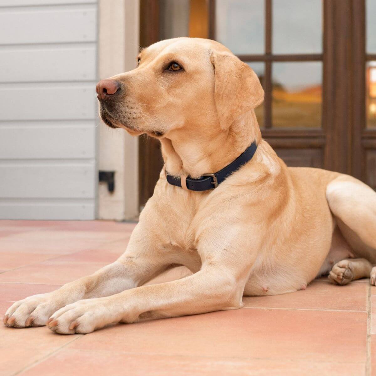 A labrador wearing the Masimalo collar in navy grandala blue.