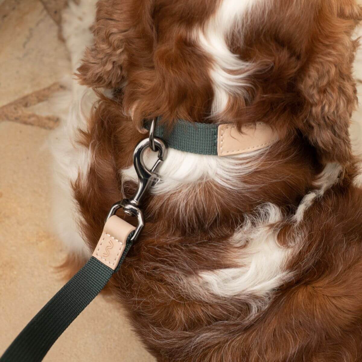 A dog wearing the Masimalo Lead in Natural / Pine and a matching collar.