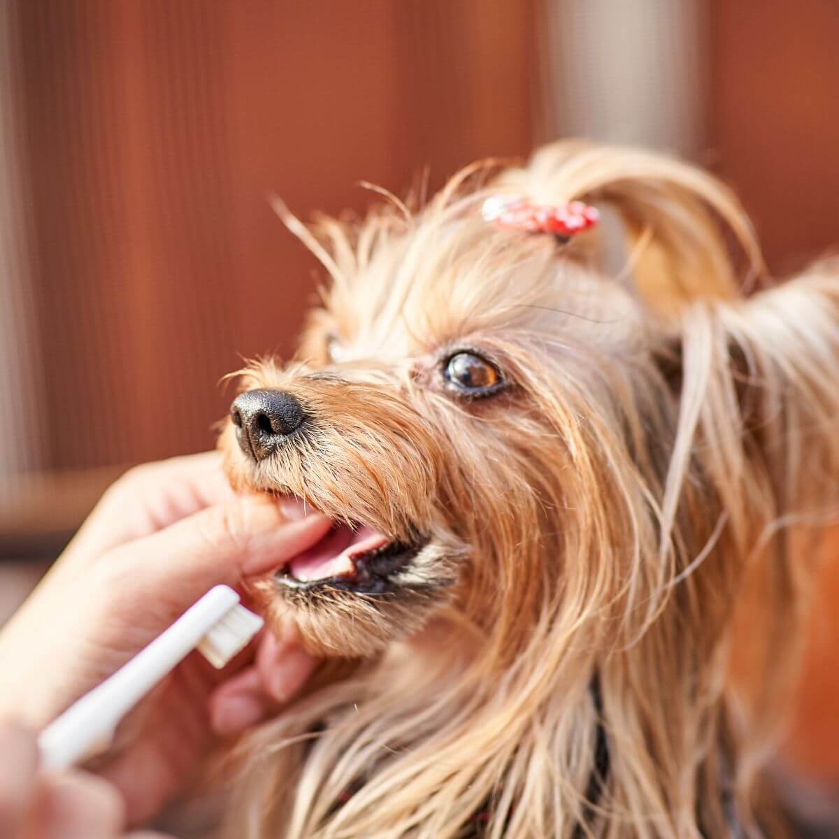 A yorkie using the MIGAKENDE Goat Hair Bristle Toothbrush.
