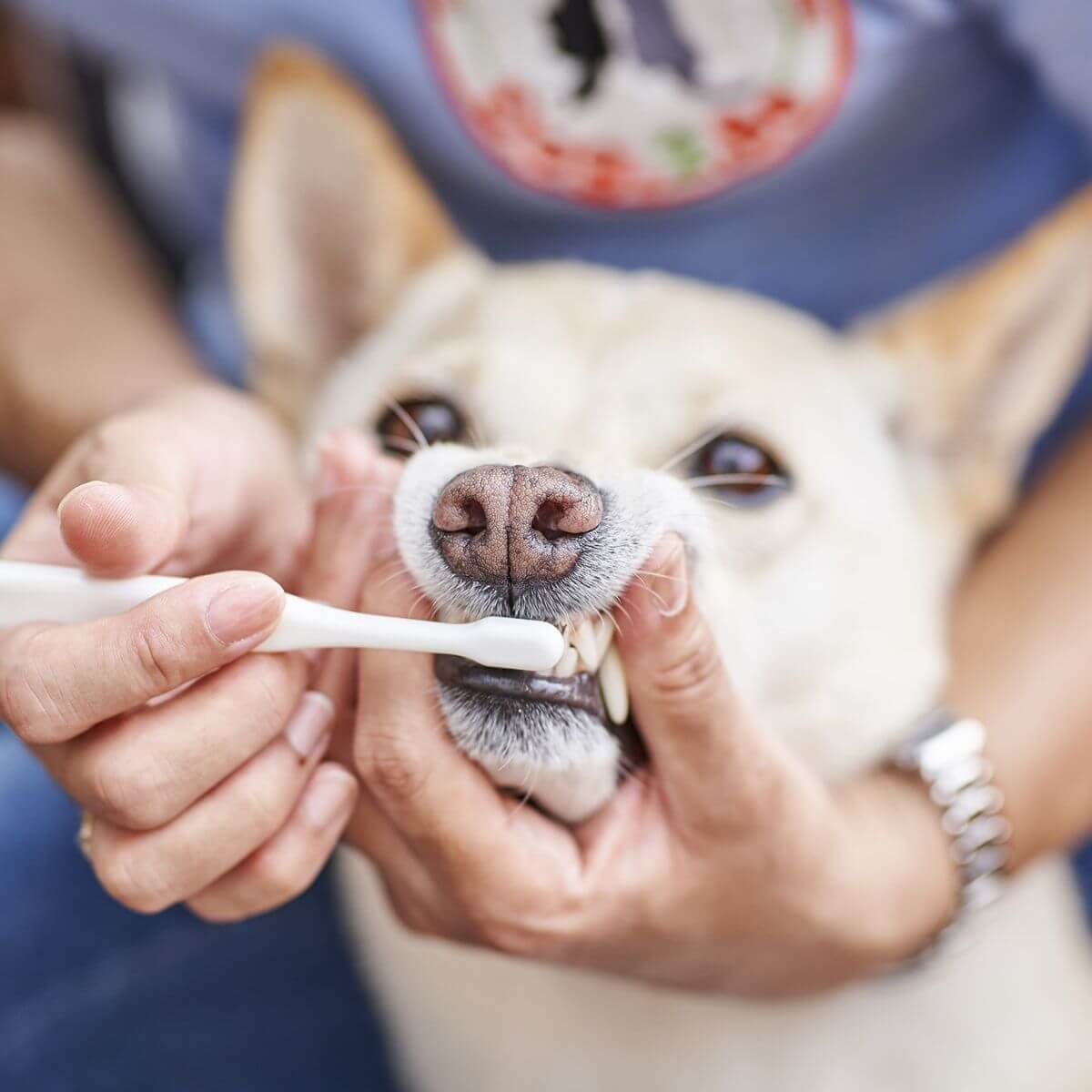 A dog using the MIGAKENDE Goat Hair Bristle ToothBrush Compact Head Type.