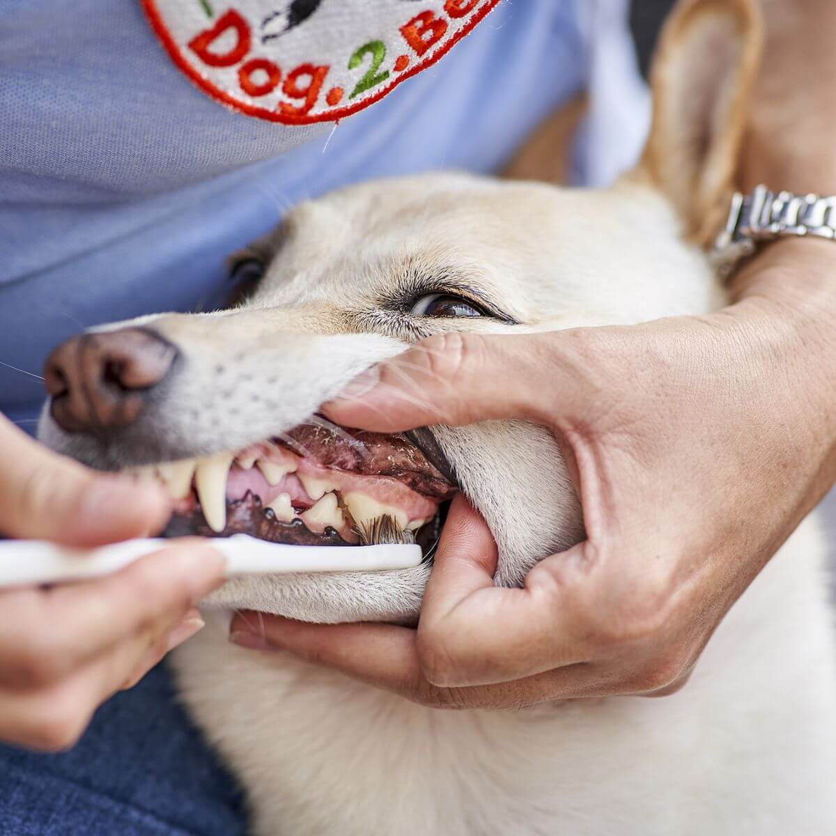 A dog using the MIGAKENDE Horse Hair Bristle Toothbrush on its molars.