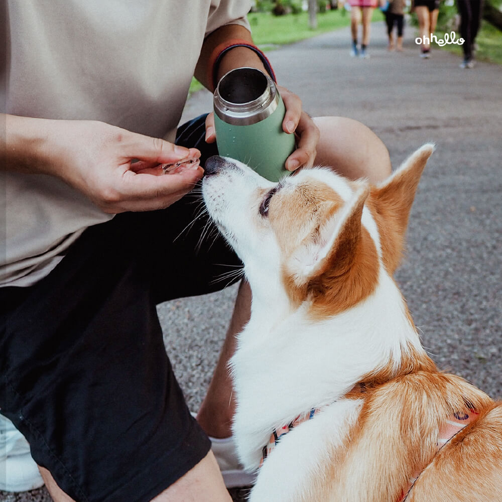 ohhello Insulated Travel Pet Bottle