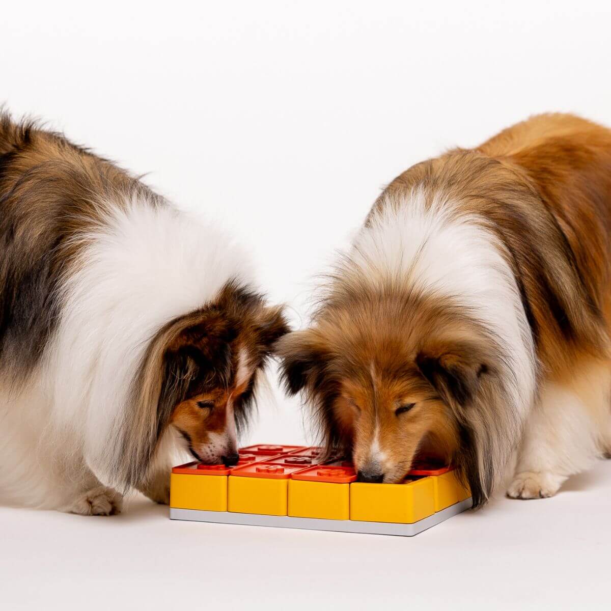 Two shelties solving the Pawzler Treat Maze against a white background.