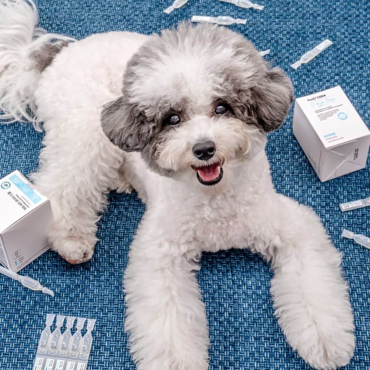 Boxes and vials of the PetO'Cera Q Eye on a blue carpet with a poodle in the middle of the picture.
