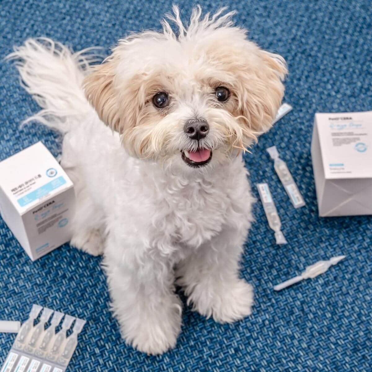 Boxes and vials of the PetO'Cera Q Eye on a blue carpet with a poodle mix in the middle of the picture.