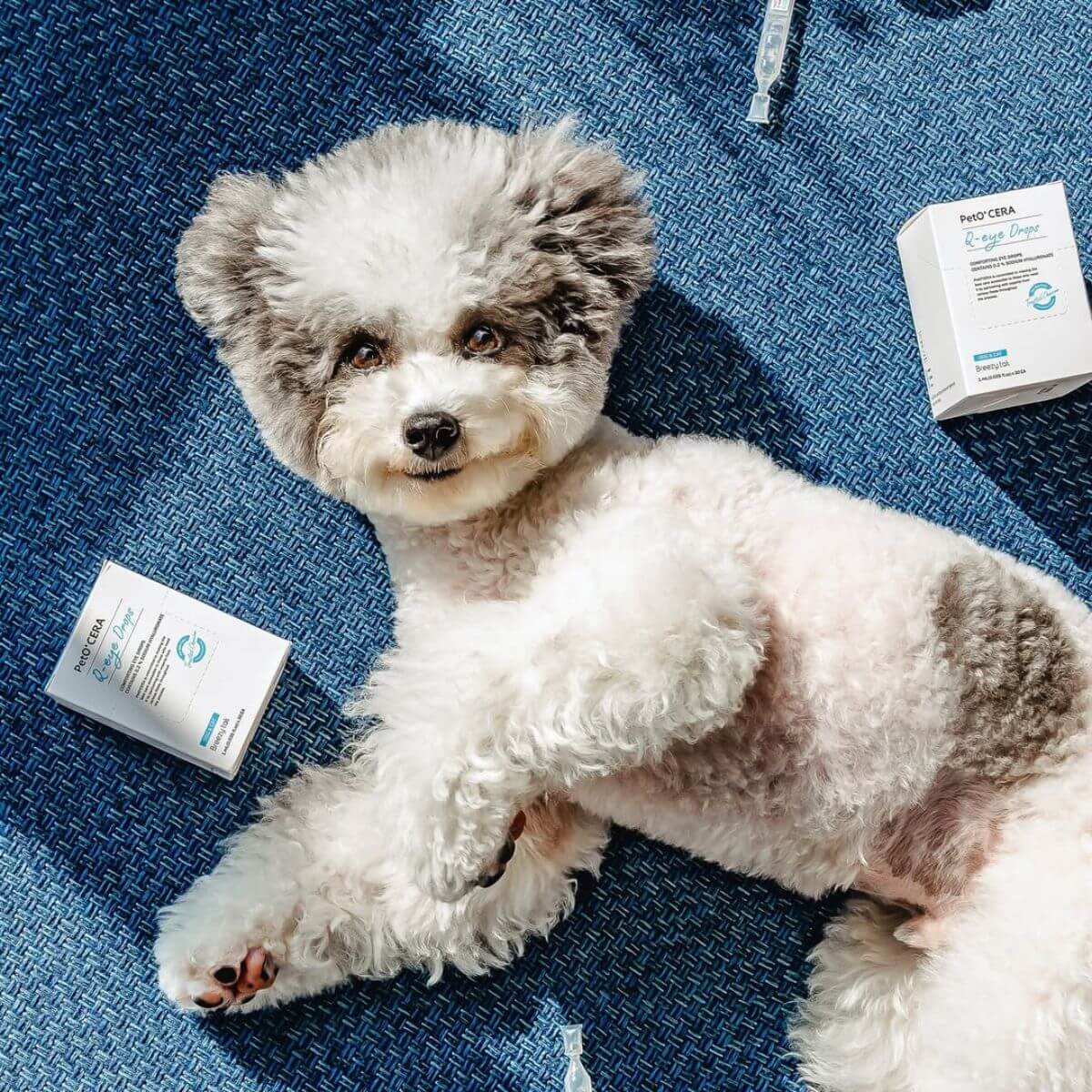 Few boxes of the PetO'Cera Q Eye Drops against a blue background with a poodle in the middle.
