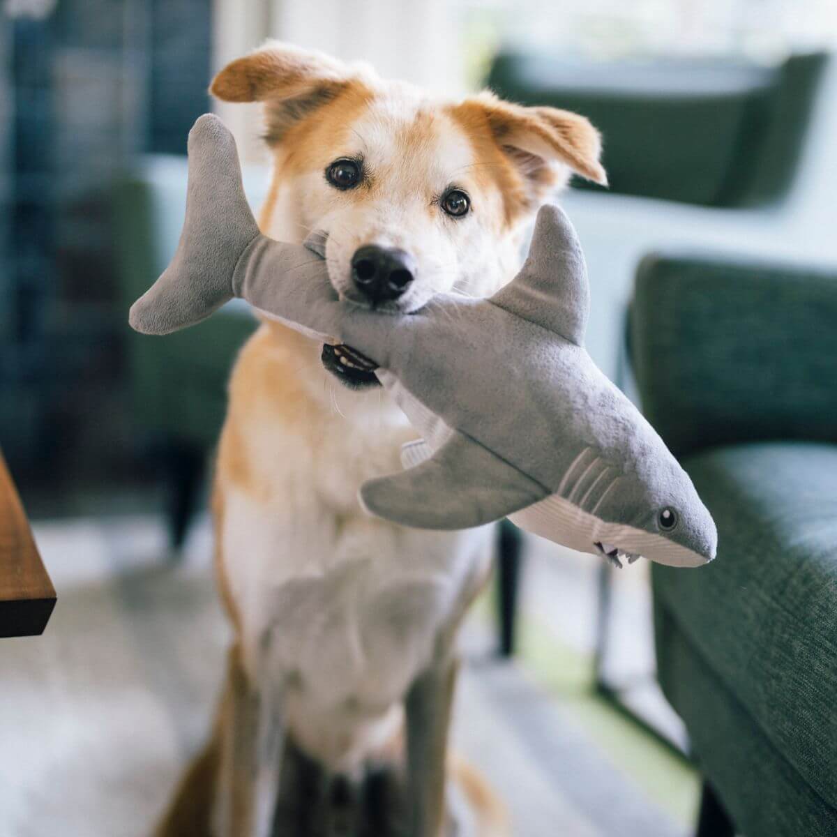 a dog holding the play great white gabe in its mouth.