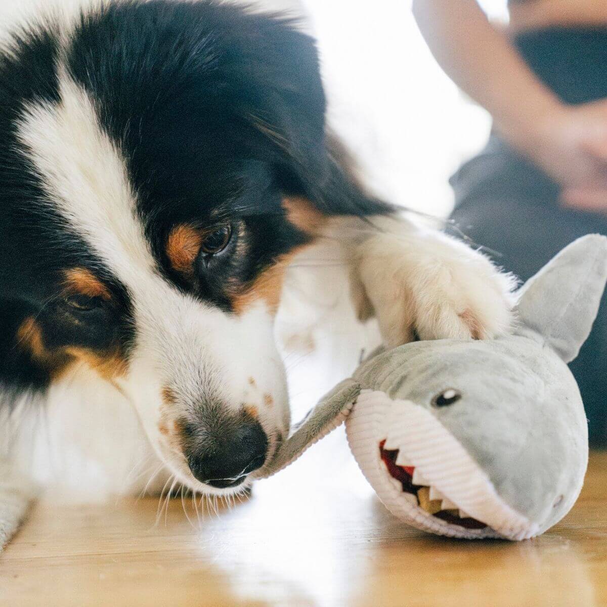 a dog pawing at the play great white gabe.