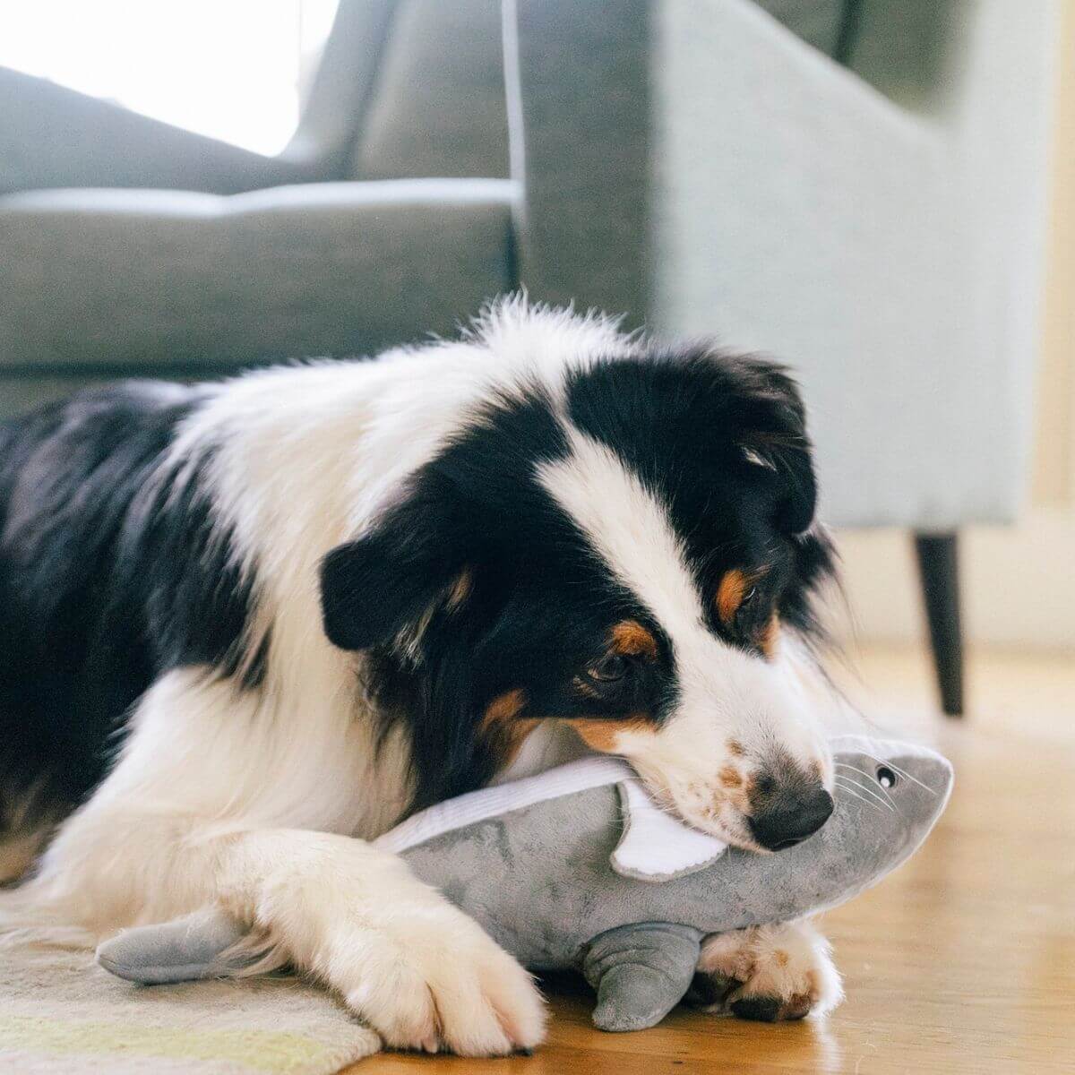 a dog gnawing on the play great white gabe.