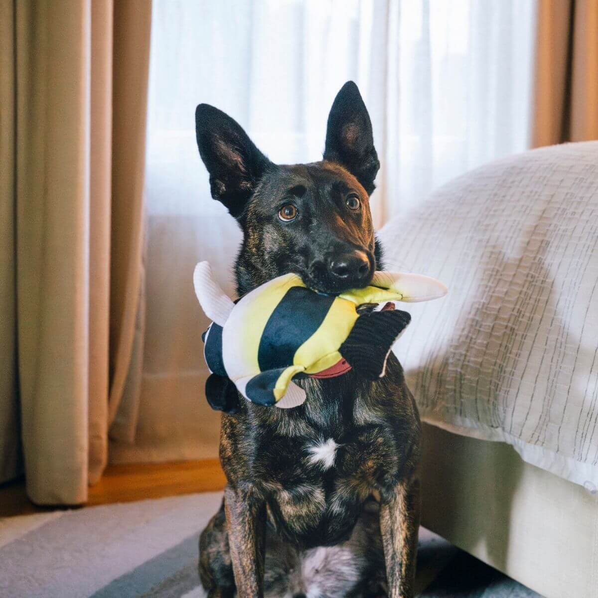 A dog with the PLAY Ocean Buddies Moorish Idol in its mouth in a bedroom backdrop.