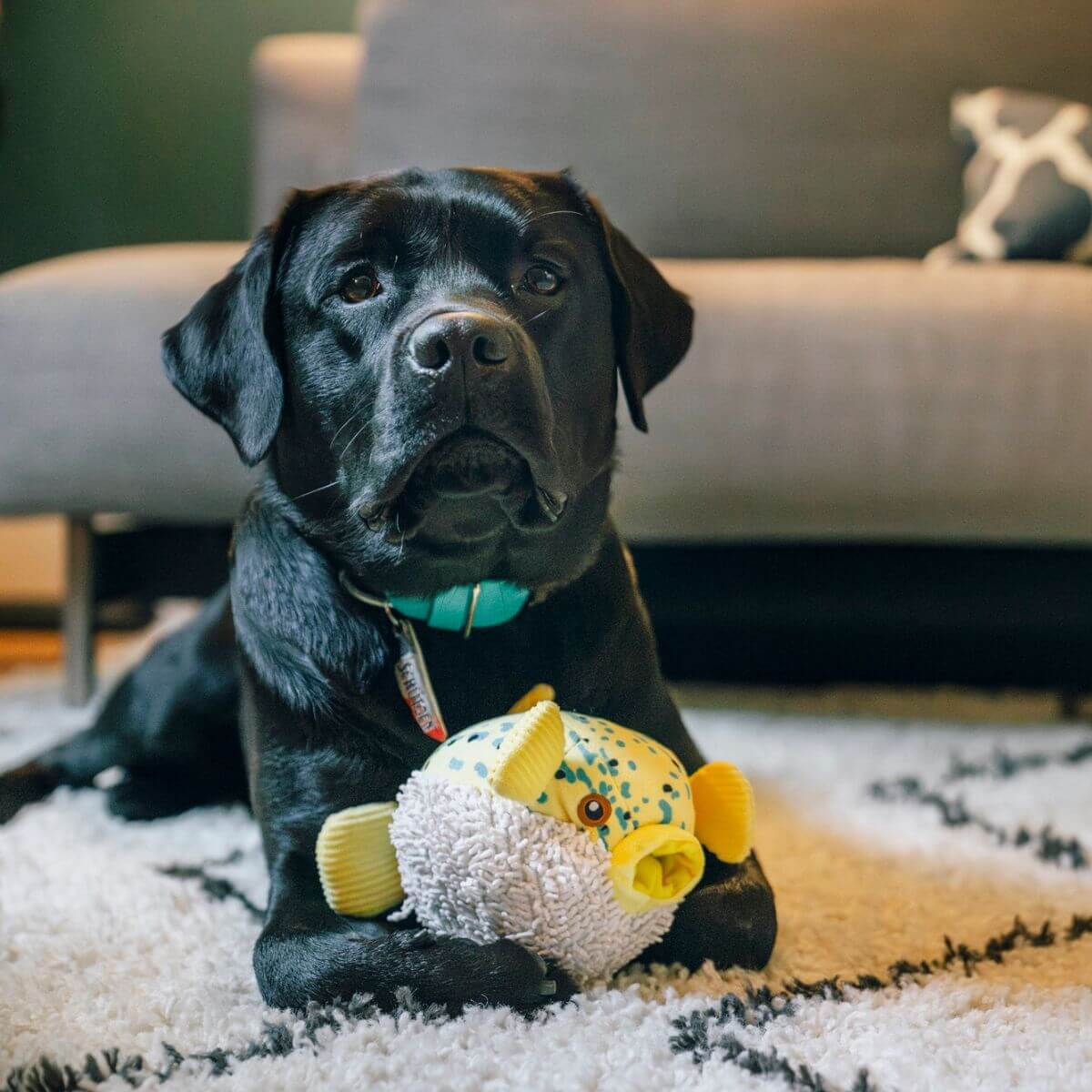 A black labrador with the PLAY Ocean Buddies Pufferfish in a living room backdrop.
