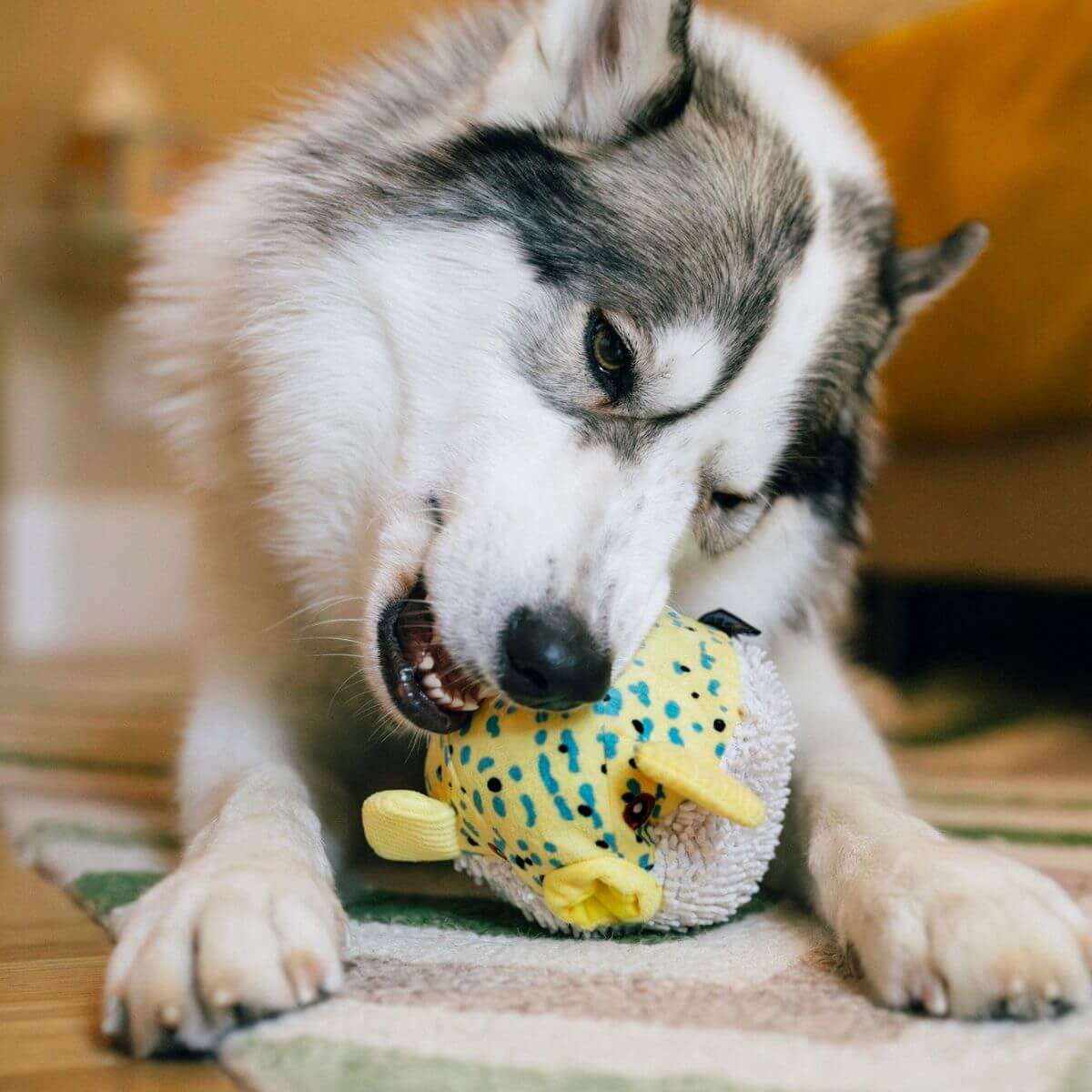 A dog with the PLAY Ocean Buddies Pufferfish against a bedroom backdrop.