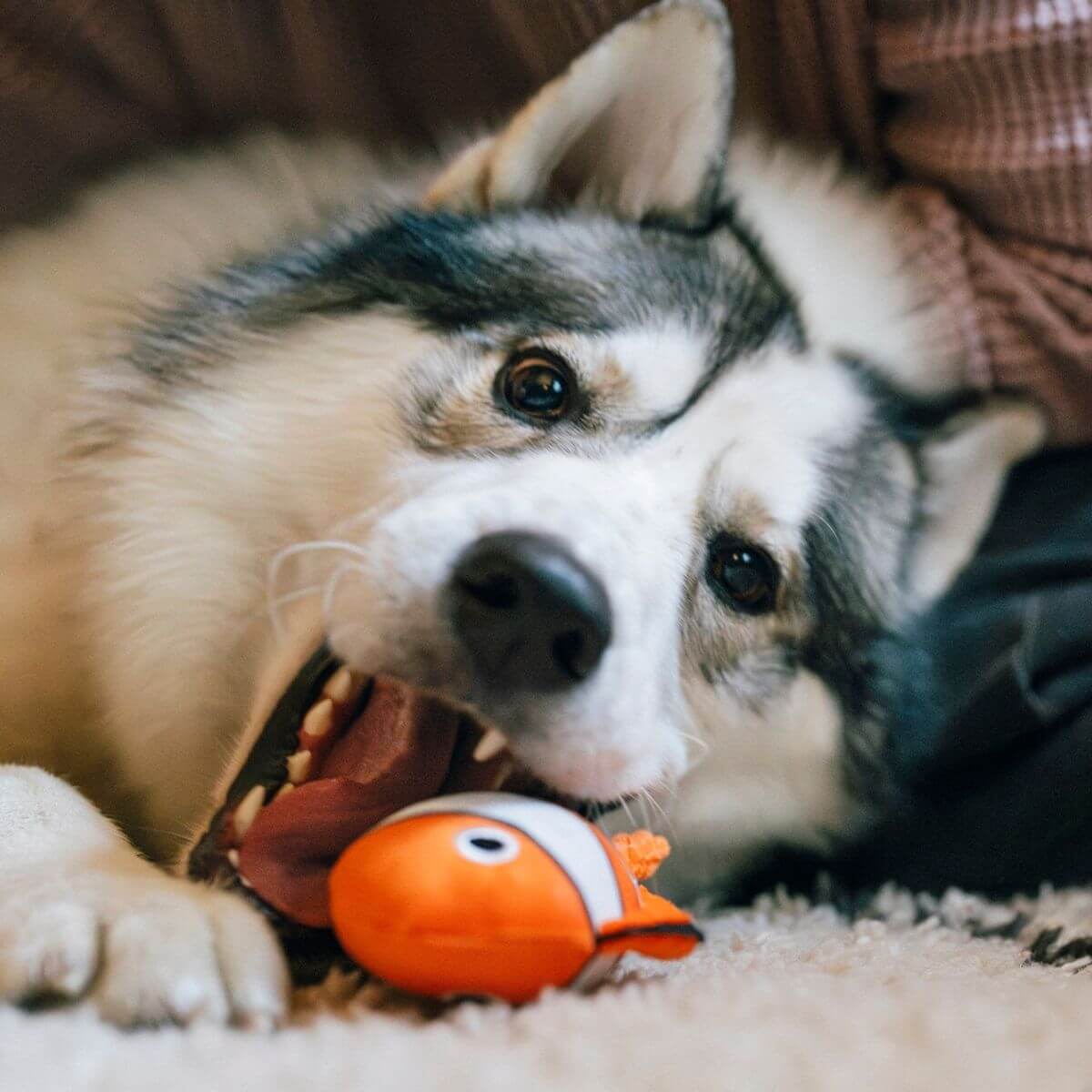 A dog with the PLAY Ocean Buddies Reef Retreat Burrow Toy in its mouth.