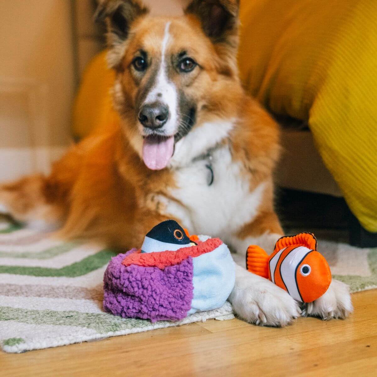 A dog with the PLAY Ocean Buddies Reef Retreat Burrow Toy in a living room.