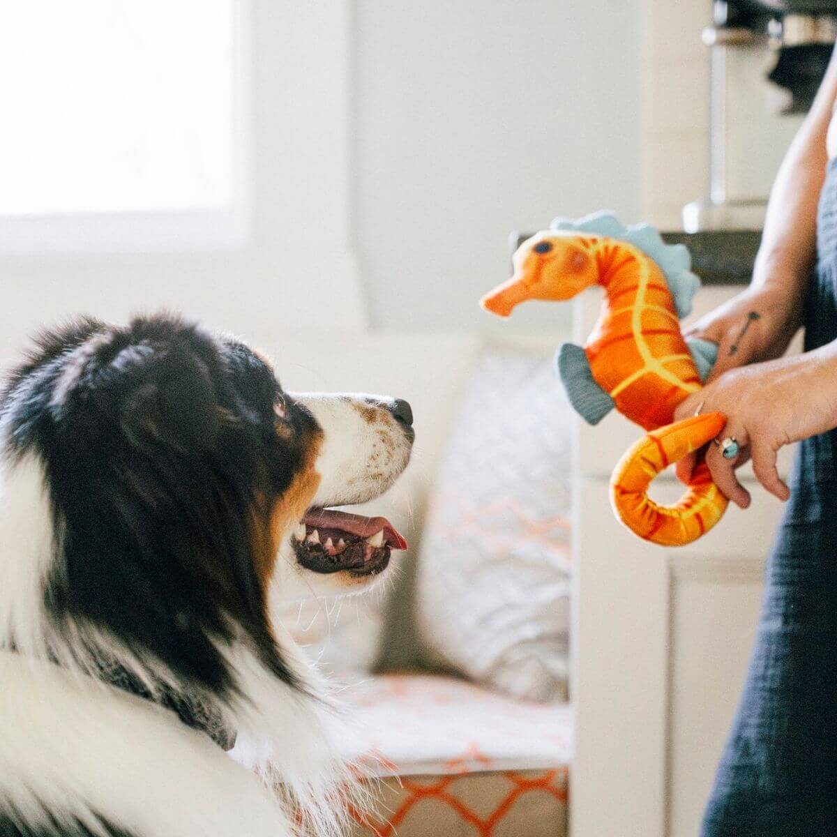 A dog eyeing the PLAY Ocean Buddies Seahorse against against a living room backdrop.