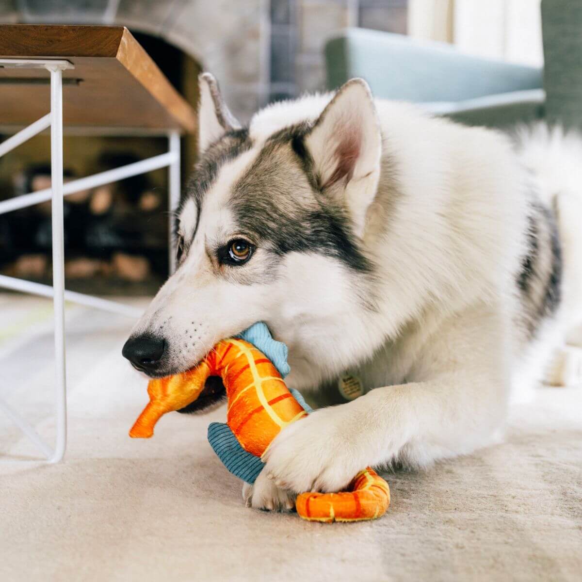 A dog with the PLAY Ocean Buddies Seahorse in its mouth against a living room background.