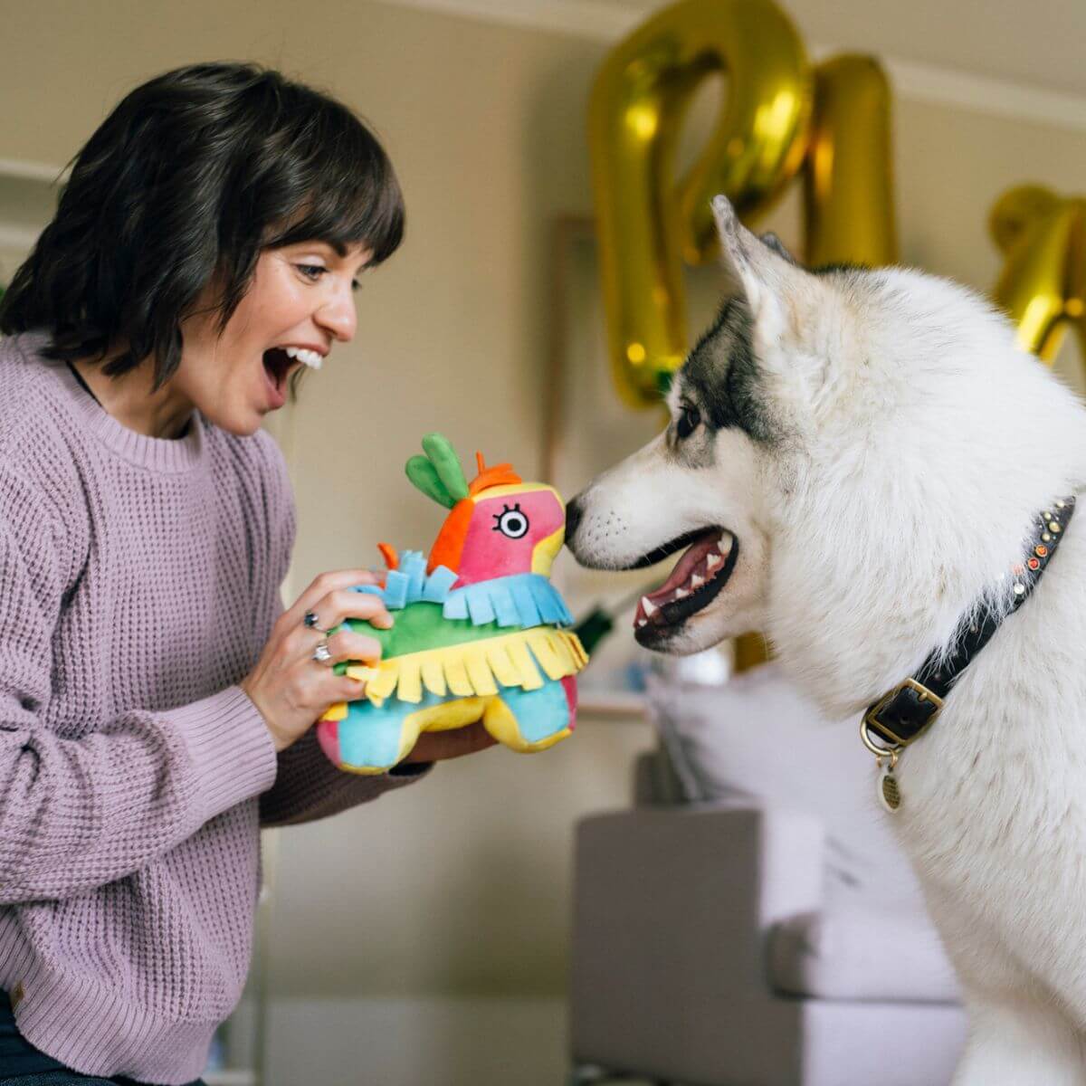 A dog being presented the PLAY Party Animal Fiesta Fetch Pinata against a living room background.