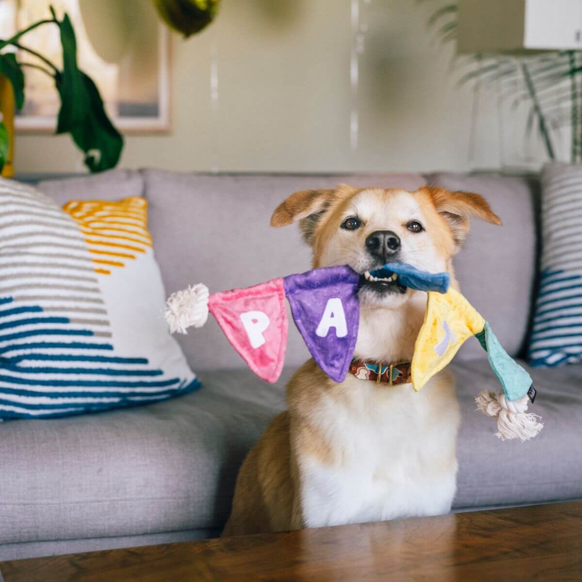 A dog holding the Play Party Animal Tug N Party in its mouth.