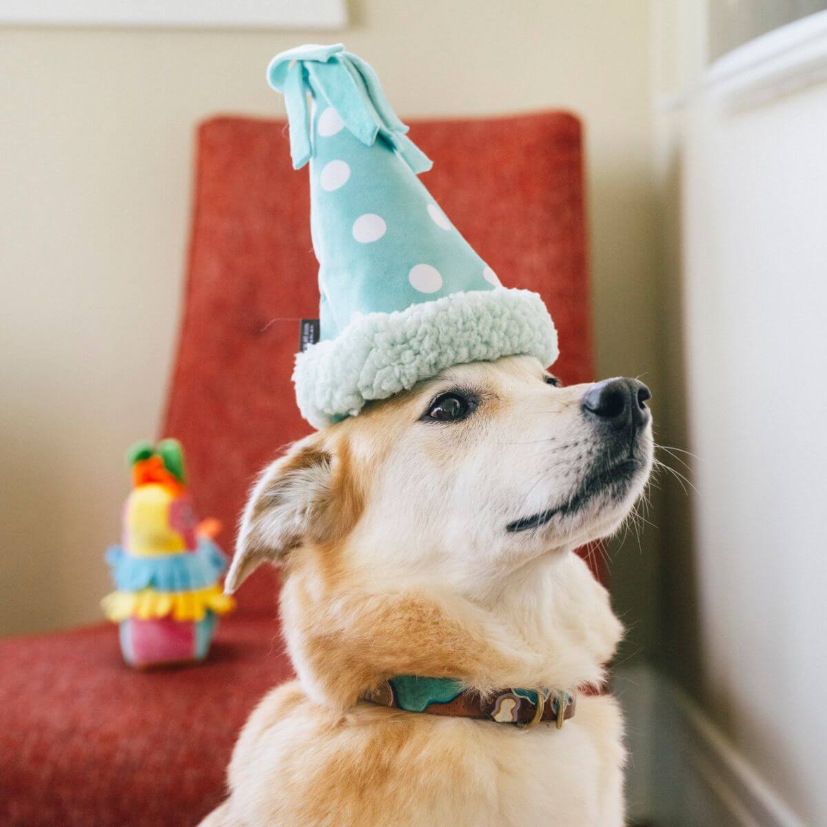 A dog wearing the PLAY Party Animal Yappy Party Hat on its head.