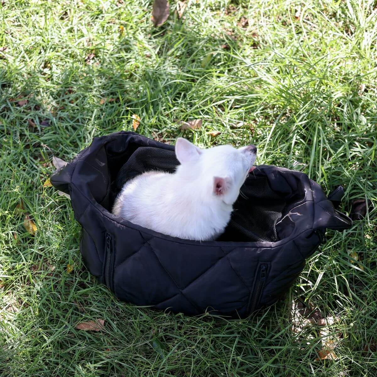 A dog inside the Pups & Bubs Cloud Crossbody Carrier in Black on grass.