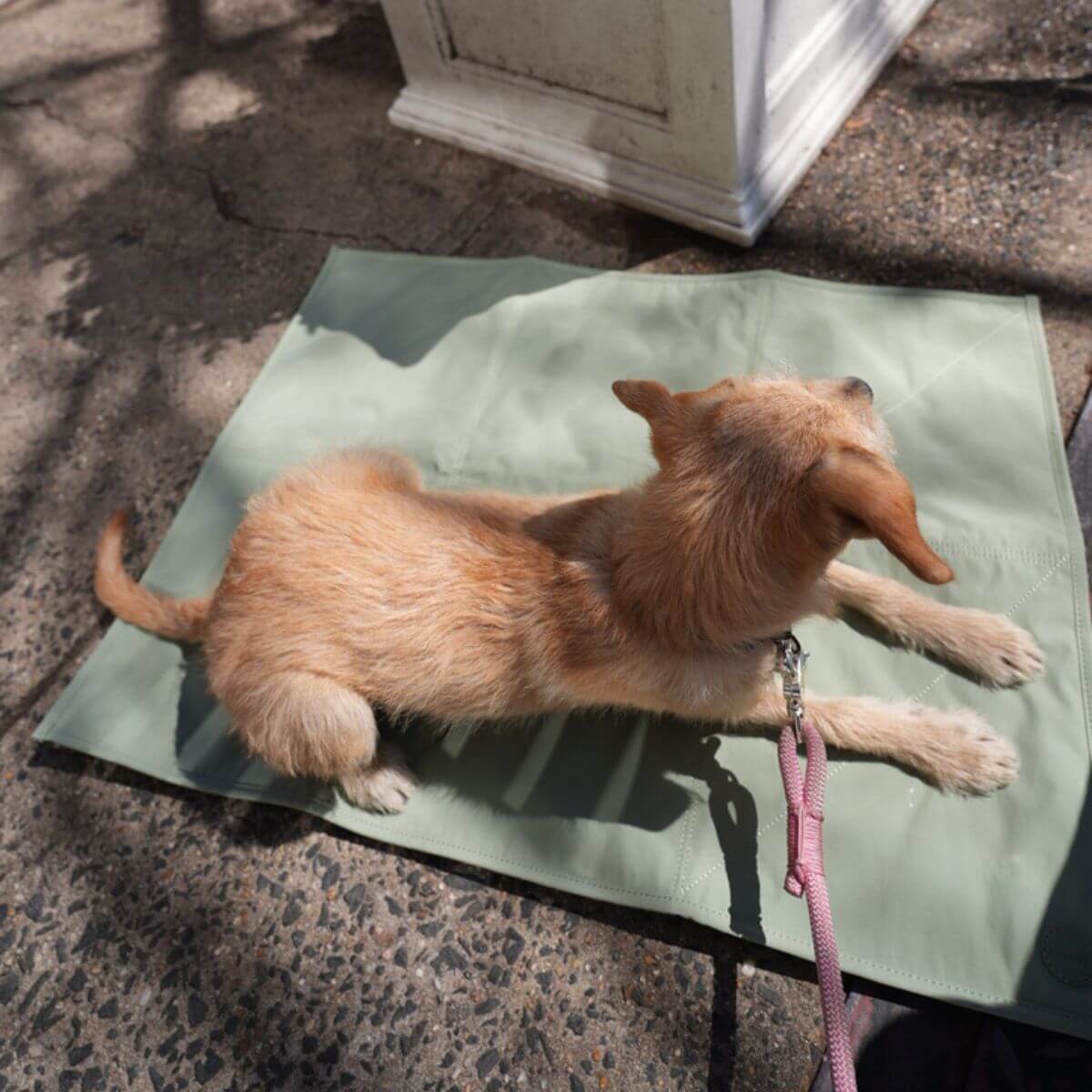 Pups & Bubs Jouir Travel Mat in Sage.