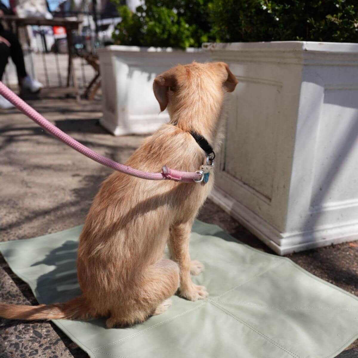 Pups & Bubs Jouir Travel Mat in Sage and a dog sitting on it.