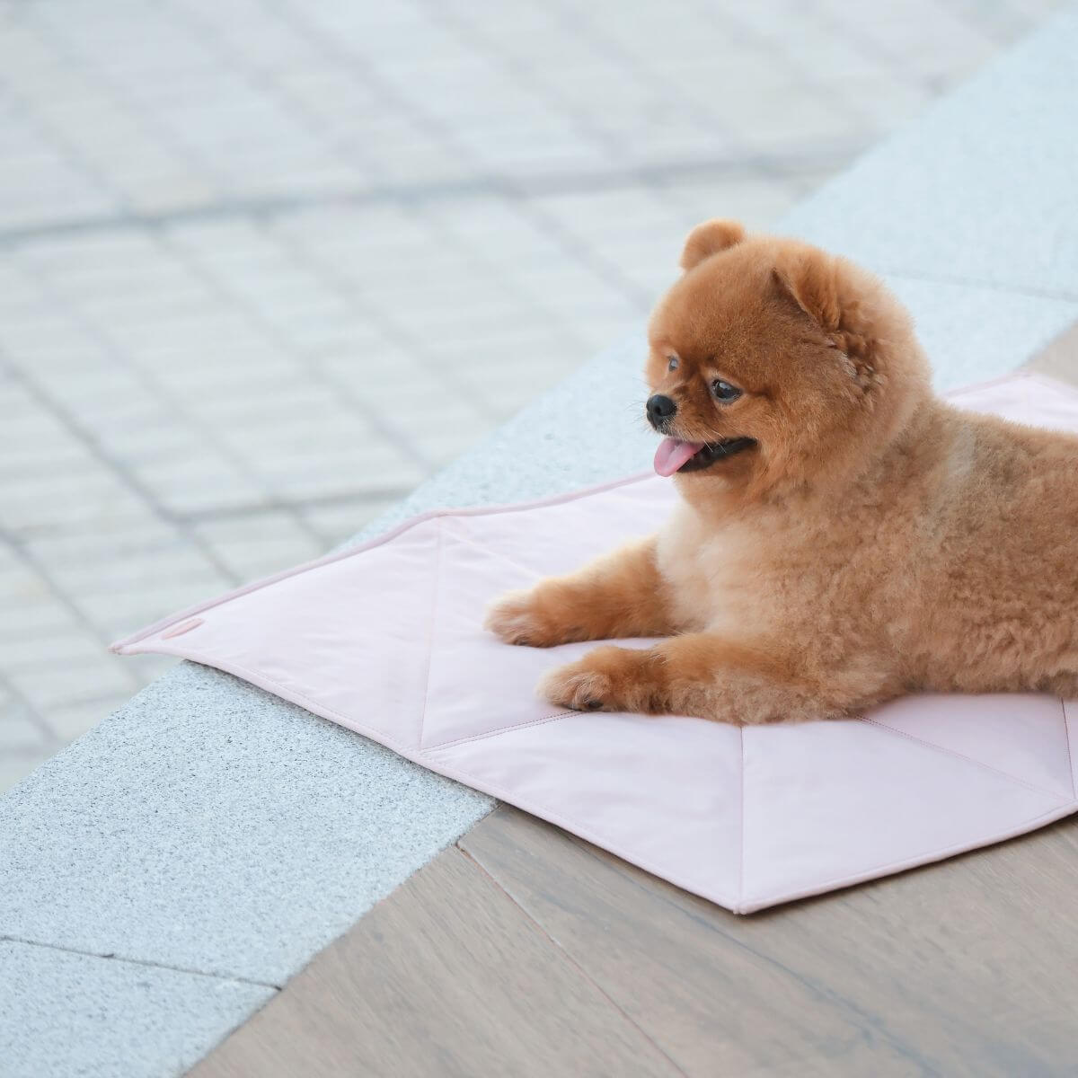 A pomeranian lying down on the Pups & Bubs Jouir Travel Mat in Rose.