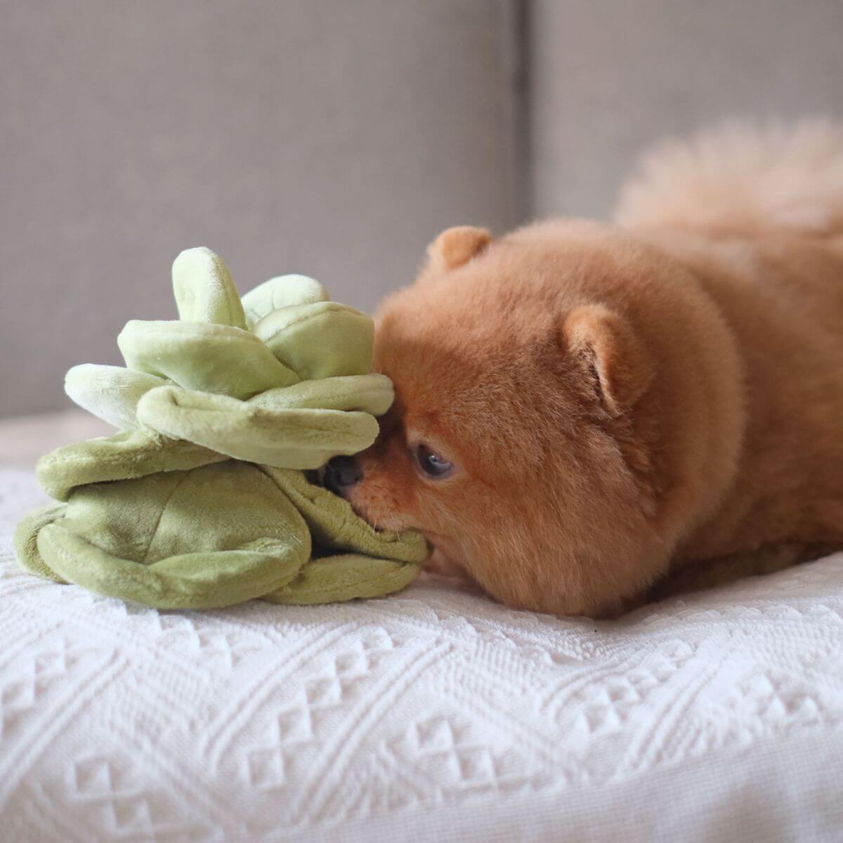A pomeranian sniffing the bottom layer of the Pups & Bubs Snuffle Cabbage Nosework Toy.