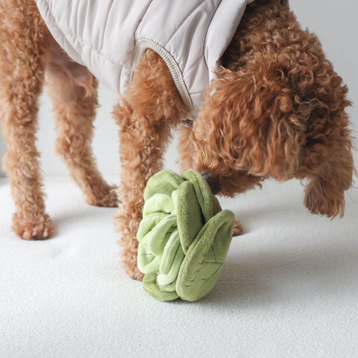 A poodle sniffing out the Pups & Bubs Snuffle Cabbage Nosework Toy.