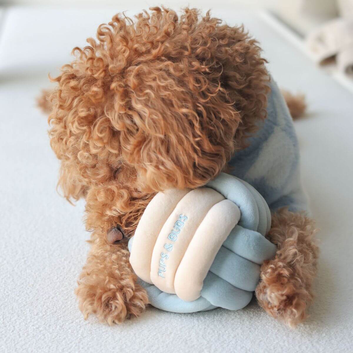 A brown poodle playing with the Pups & Bubs Snuffle Knot.
