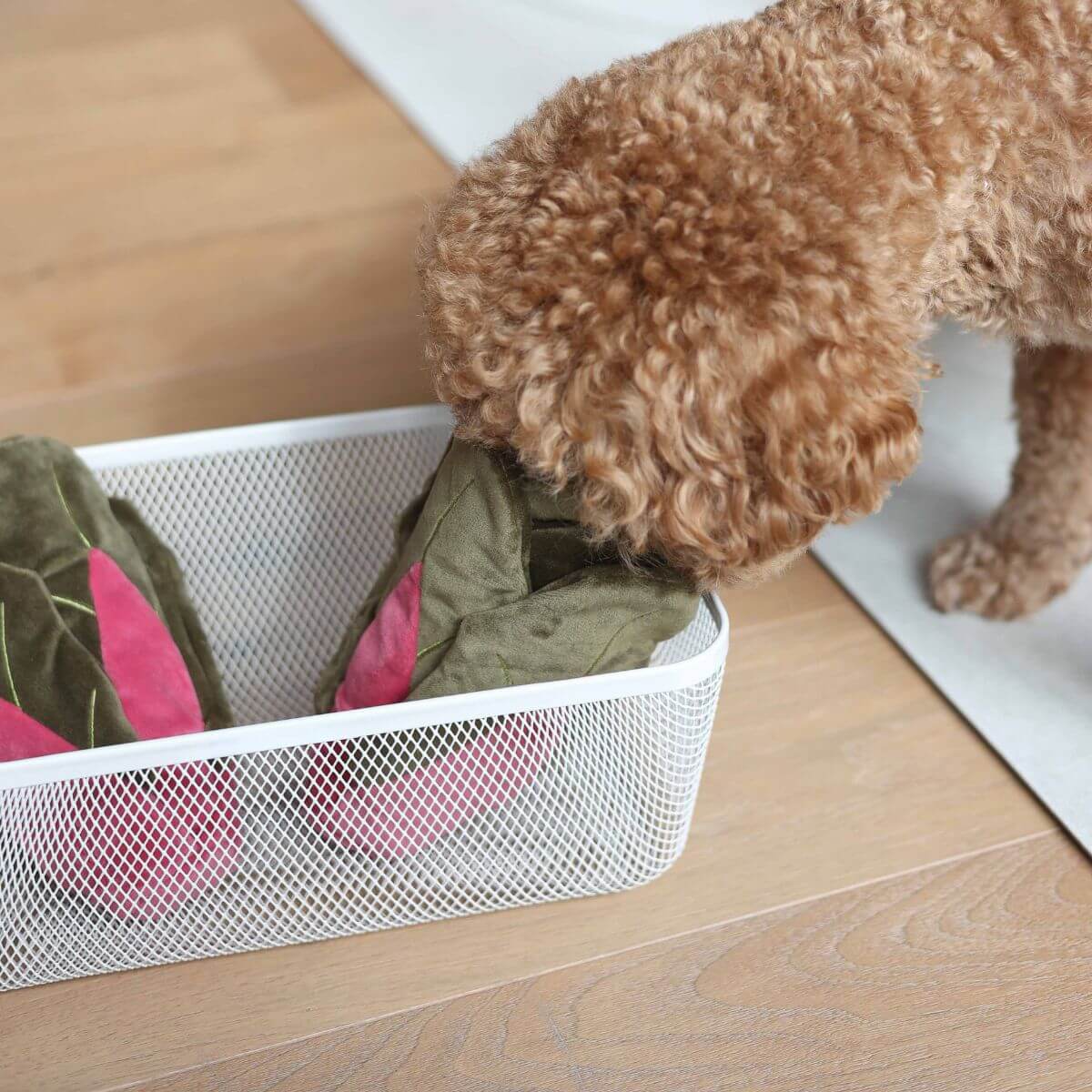 Pups & Bubs Snuffle Swiss Chard Nosework Toy in a basket and a brown poodle foraging.