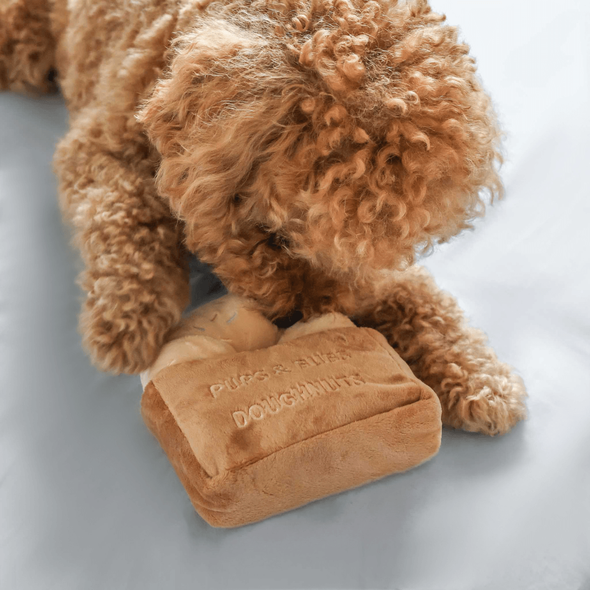 a brown poodle sniffing the pups and bubs sprinkle donut nosework toy on the floor.