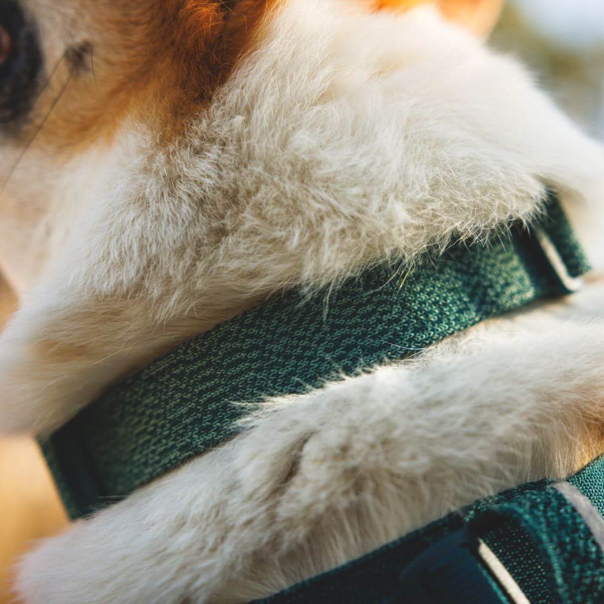 A corgi wearing the Ruffwear Flex Collar in Deep Teal.