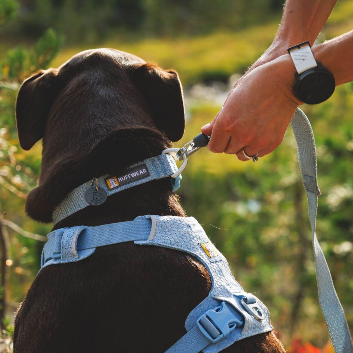 A dog wearing the Ruffwear Flex Collar in Polar Blue.
