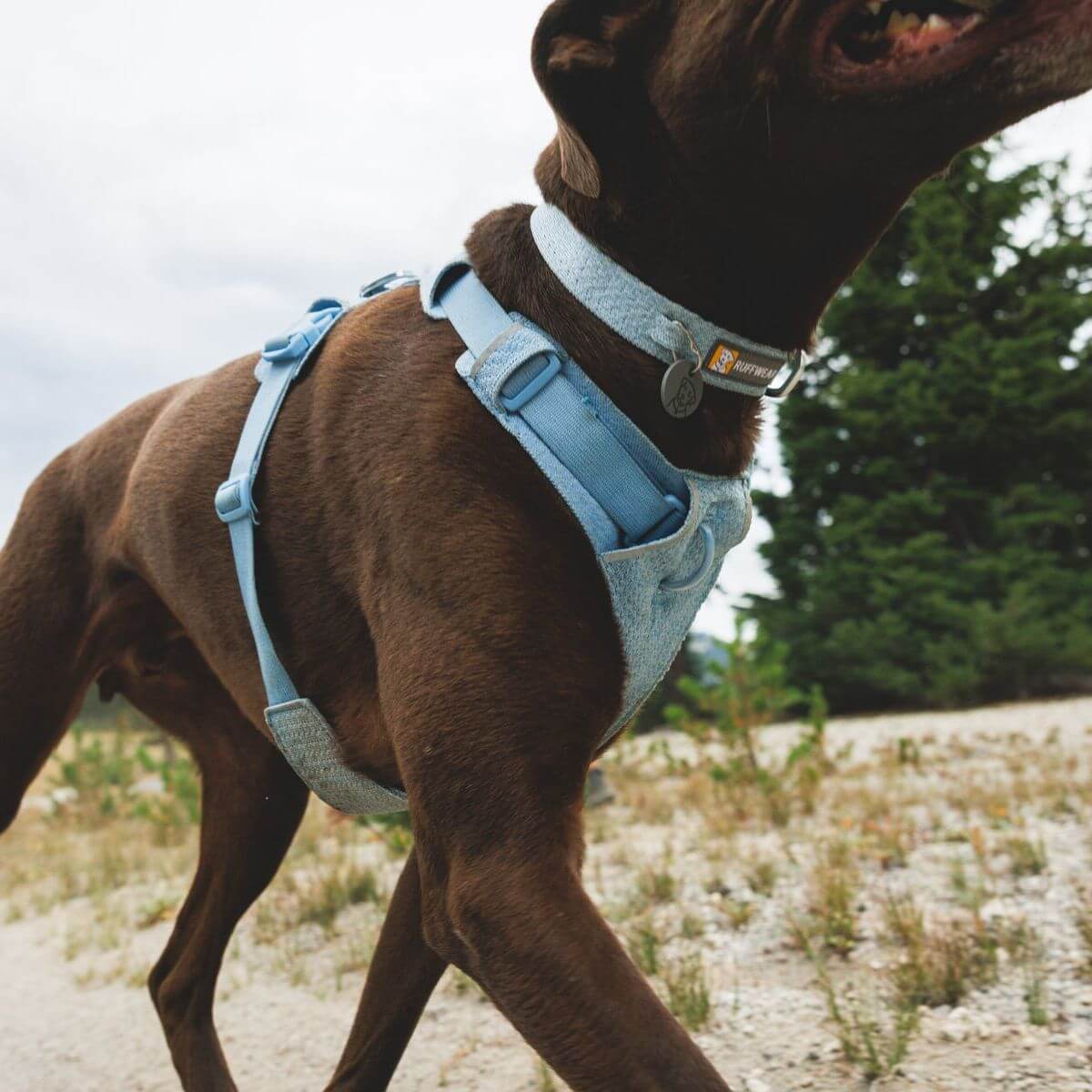 Ruffwear Front Range® Flex Harness