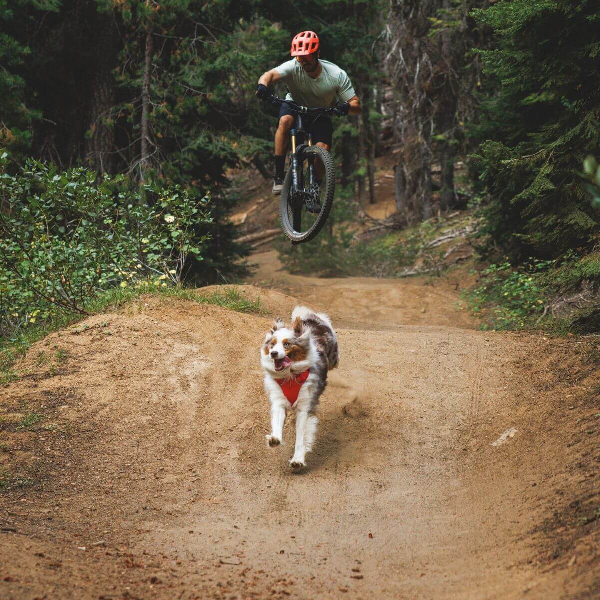 Ruffwear Front Range® Flex Harness